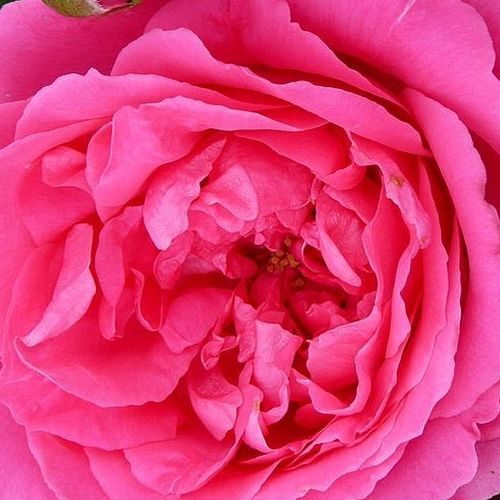 Rosa Pink Cloud - trandafir cu parfum intens - Trandafir copac cu trunchi înalt - cu flori în buchet - roz - Boerner - Jackson & Perkins - coroană curgătoare - ,-